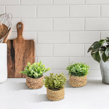 Carregar imagem no visualizador da galeria, Mini Vasos Decorativos - Eucalipto Lux
